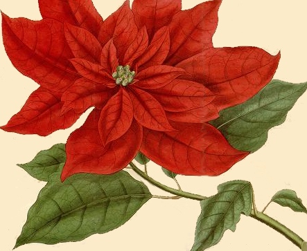 443x363 Christmas Poinsettia Botanical Drawing