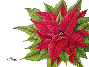 300x227 Poinsettia Drawings