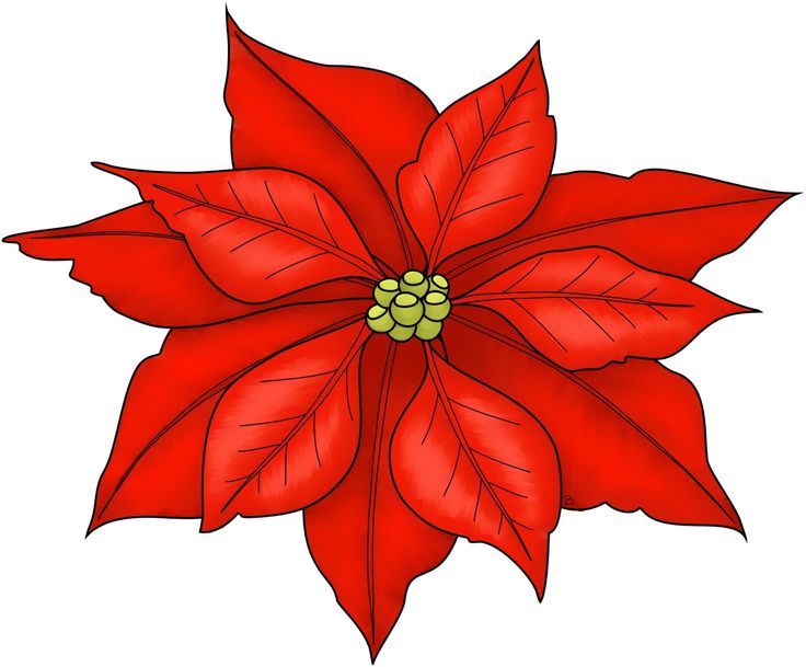 736x609 Photos Christmas Flower Drawings,