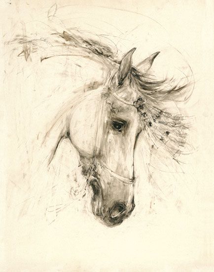 434x550 136 Best Horse Pics For House Images On Arabian Horses