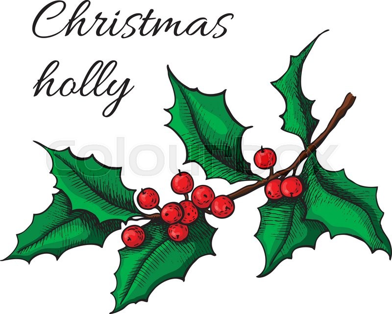 800x642 Hand Drawn Holly. Christmas Mistletoe Plant. Christmas And Holiday