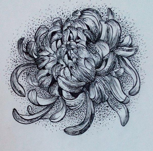 604x596 Chrysanthemum Drawing By Eugenia Shunina