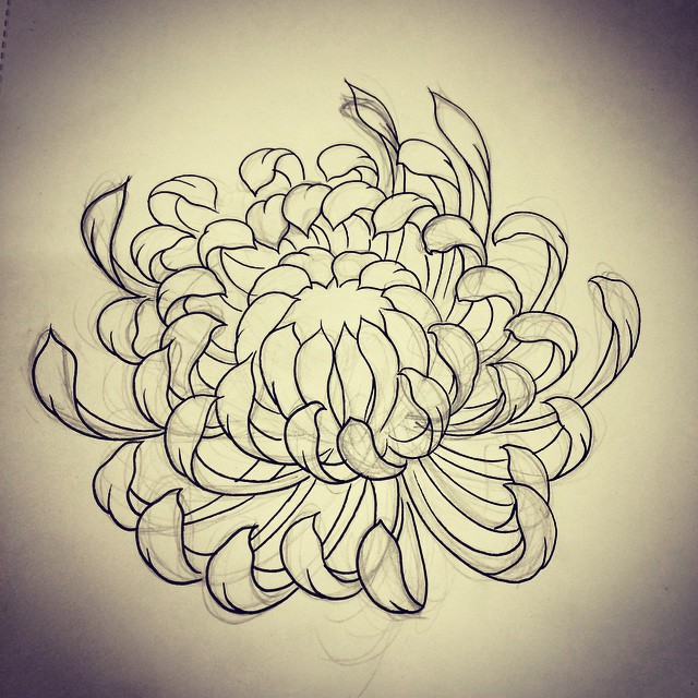 Chrysanthemum Drawing at GetDrawings | Free download