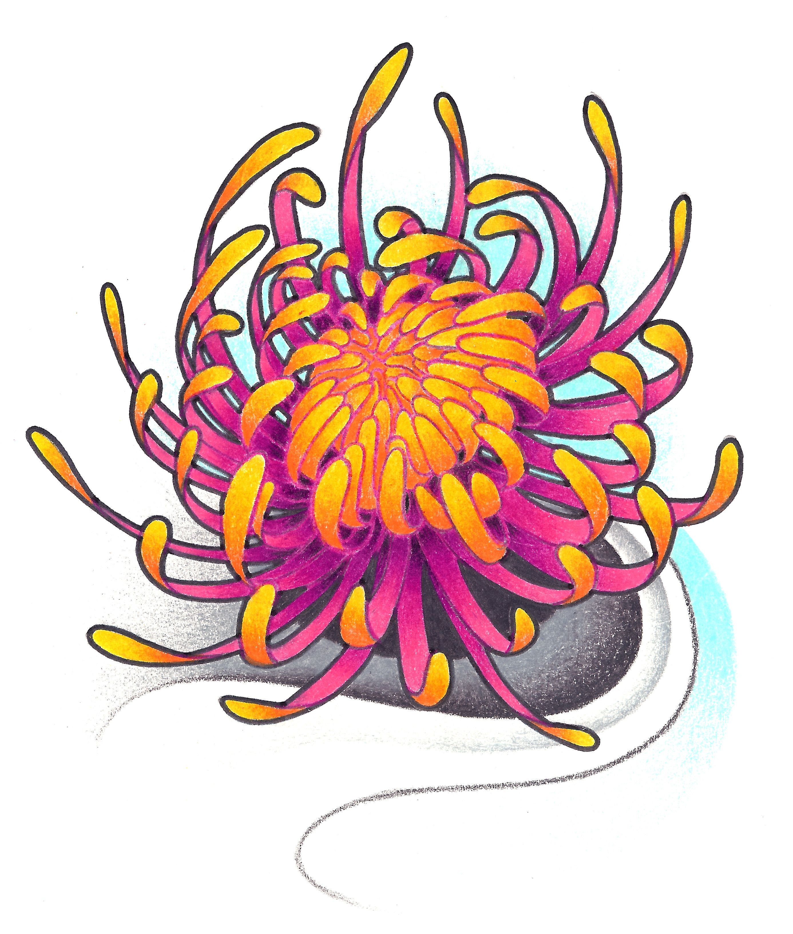 2772x3264 Chrysanthemum Drawing