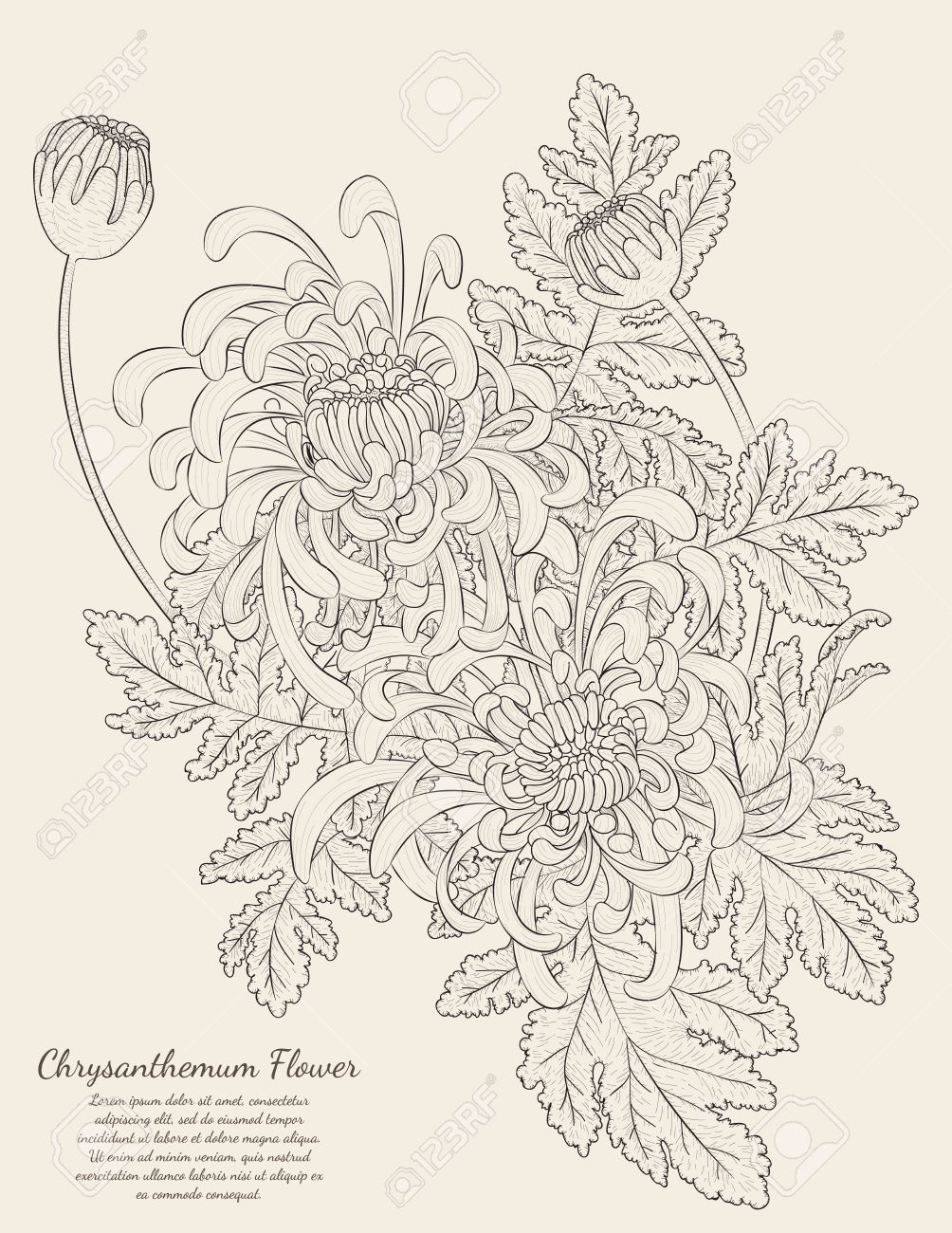 1004x1300 Chrysanthemum Flower From Hand Drawing. Royalty Free Cliparts