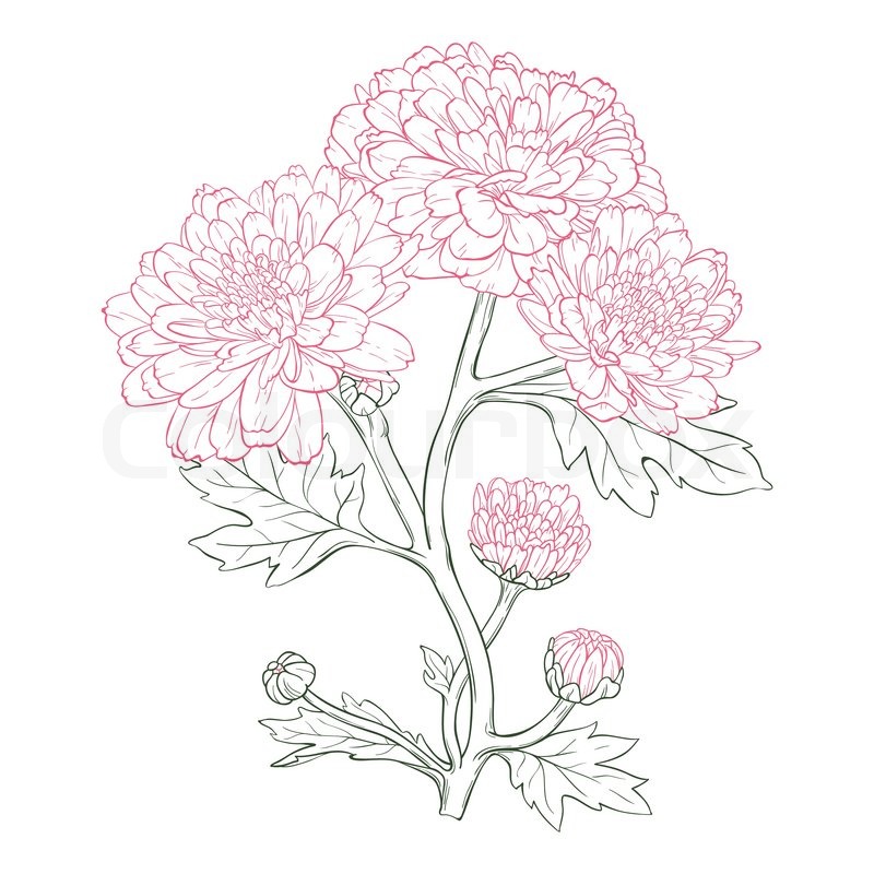 800x800 Vector Chrysanthemum Flower Stock Vector Colourbox