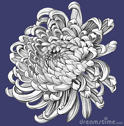 400x404 Chrysanthemum Outline