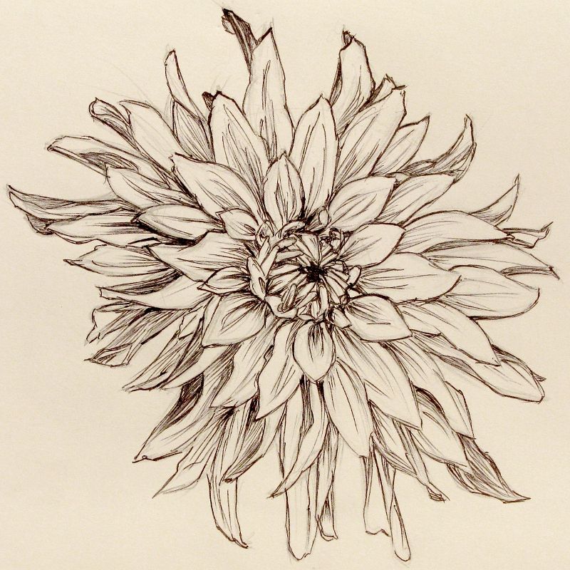 800x800 Flower Drawings Click On Image For Larger Version. (I Recommend