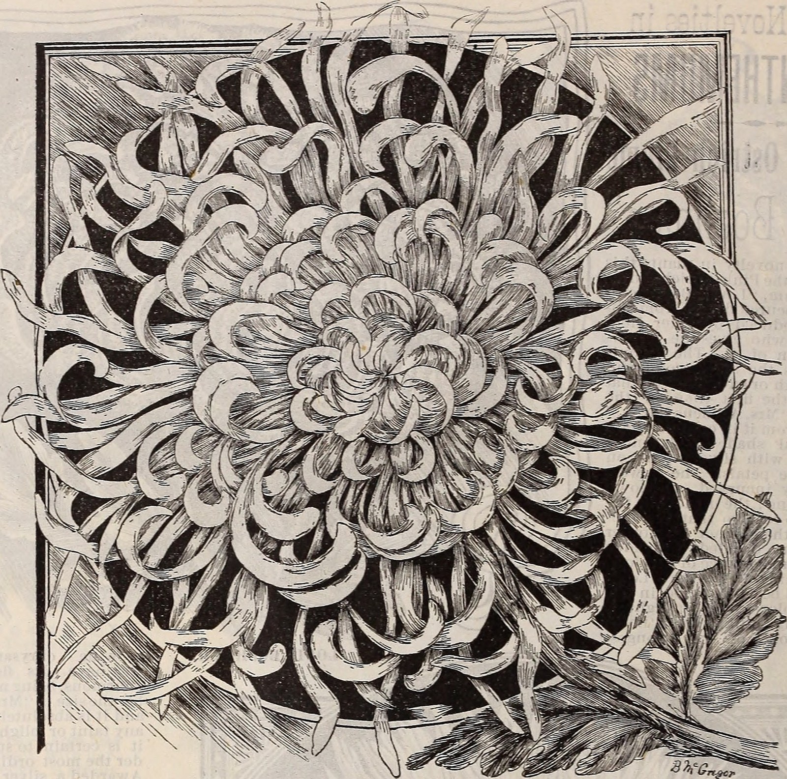 1600x1585 Chinese Chrysanthemums