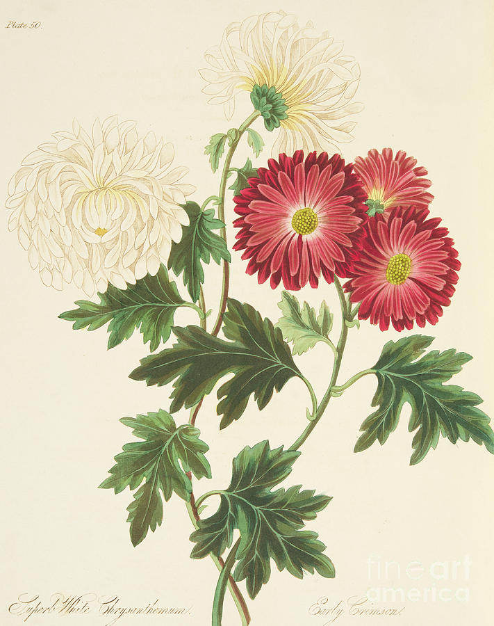 711x900 Chrysanthemums Drawing By Margaret Roscoe