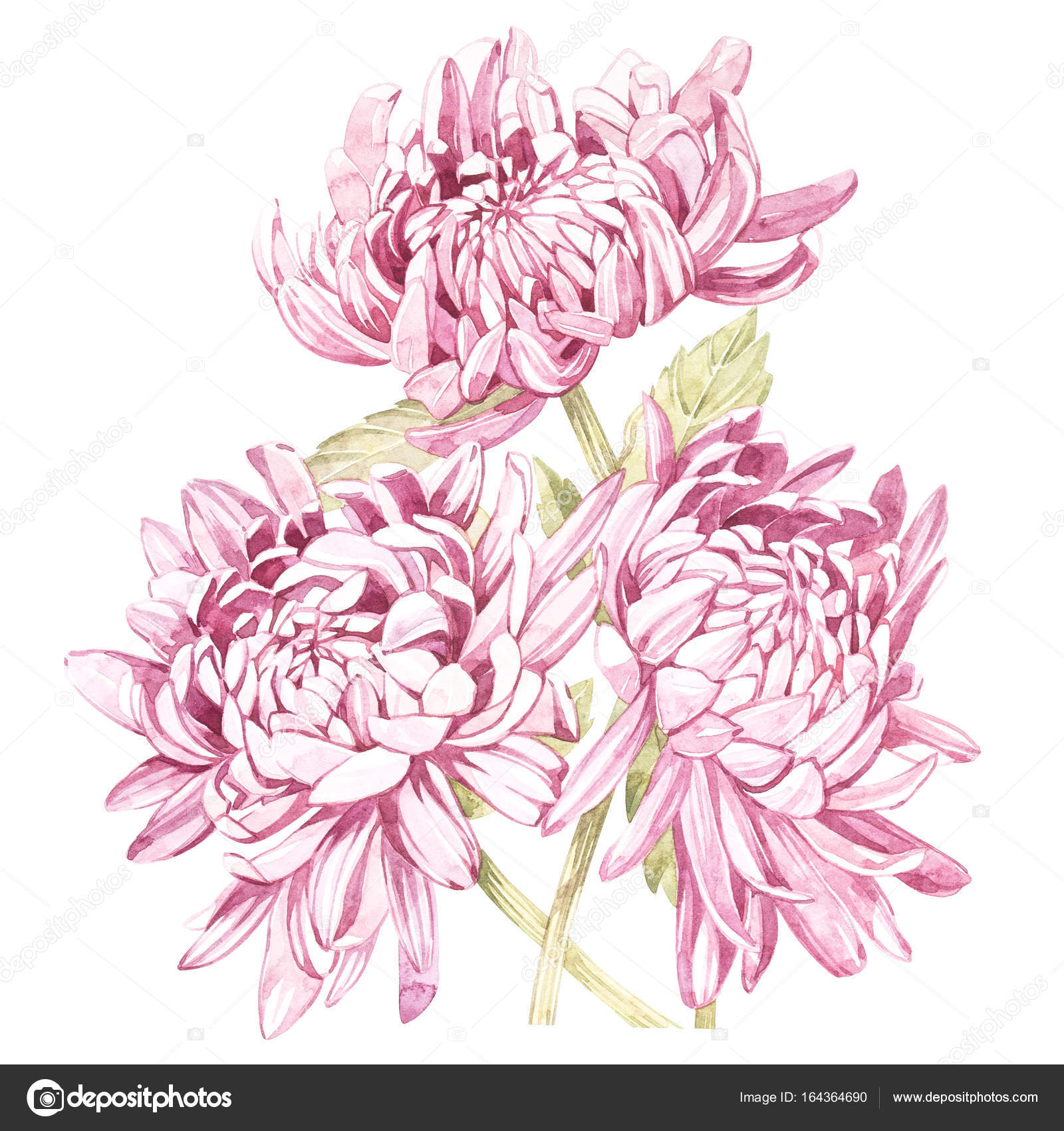 1600x1700 Set Of Hand Drawn Watercolor Botanical Illustration Of Flowers