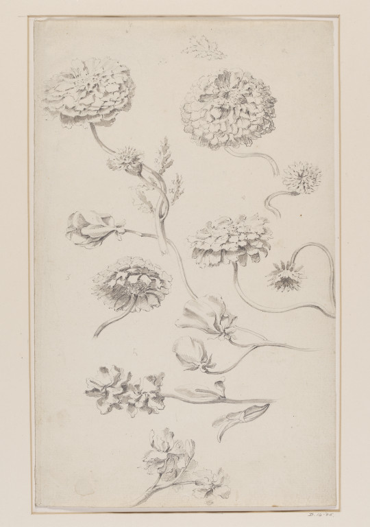 540x768 Studies Of Chrysanthemums (Chrysanthemum X Morifolium), Stocks