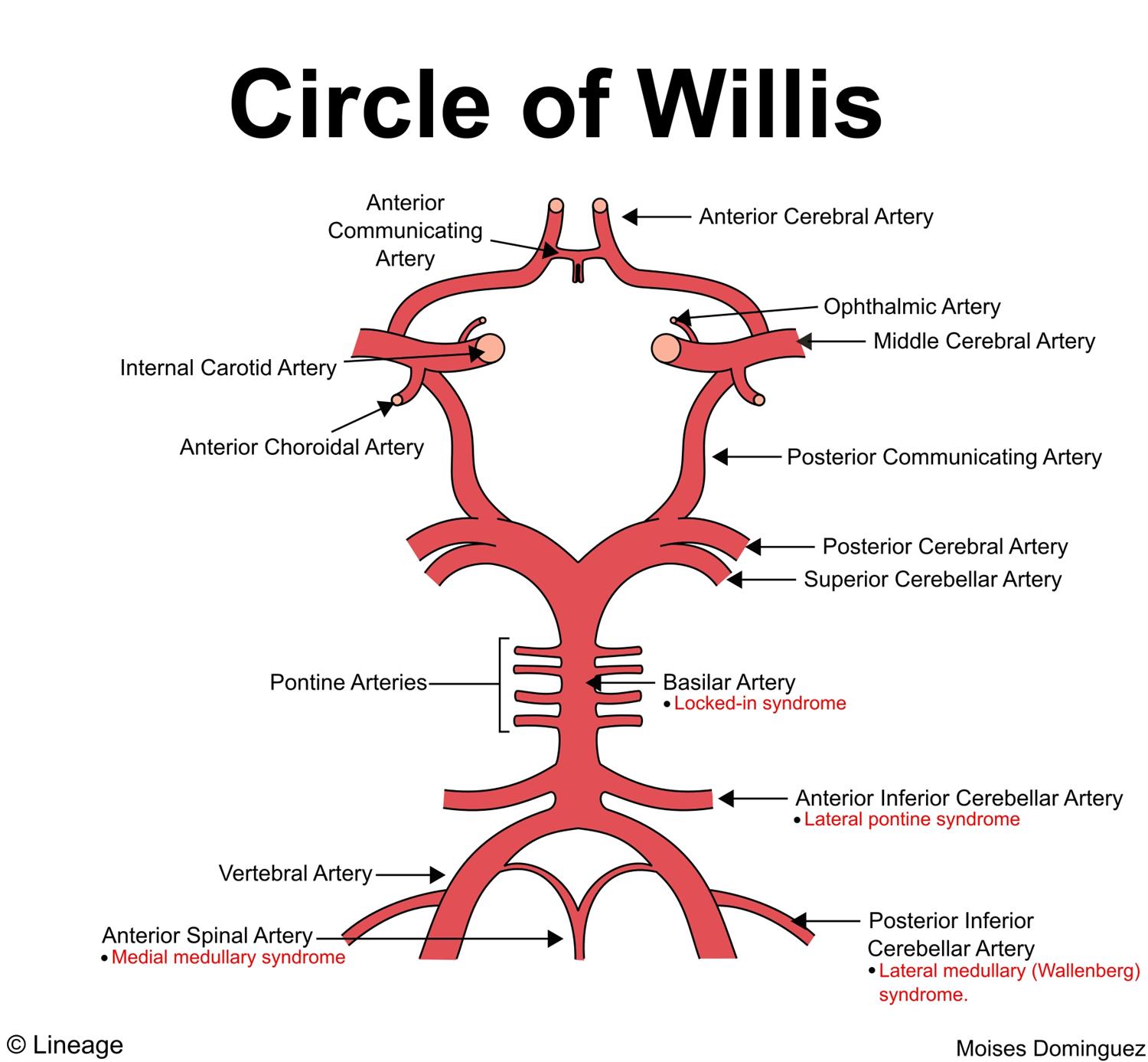 Circle Of Willis Drawing at GetDrawings | Free download