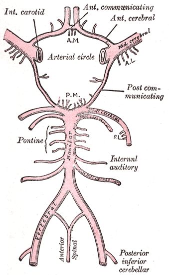 339x550 Circle Of Willis Nursing Medical Students