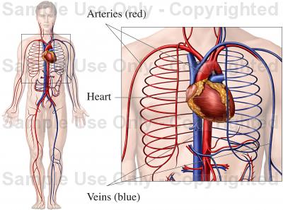 400x297 Circulatory System Diagram
