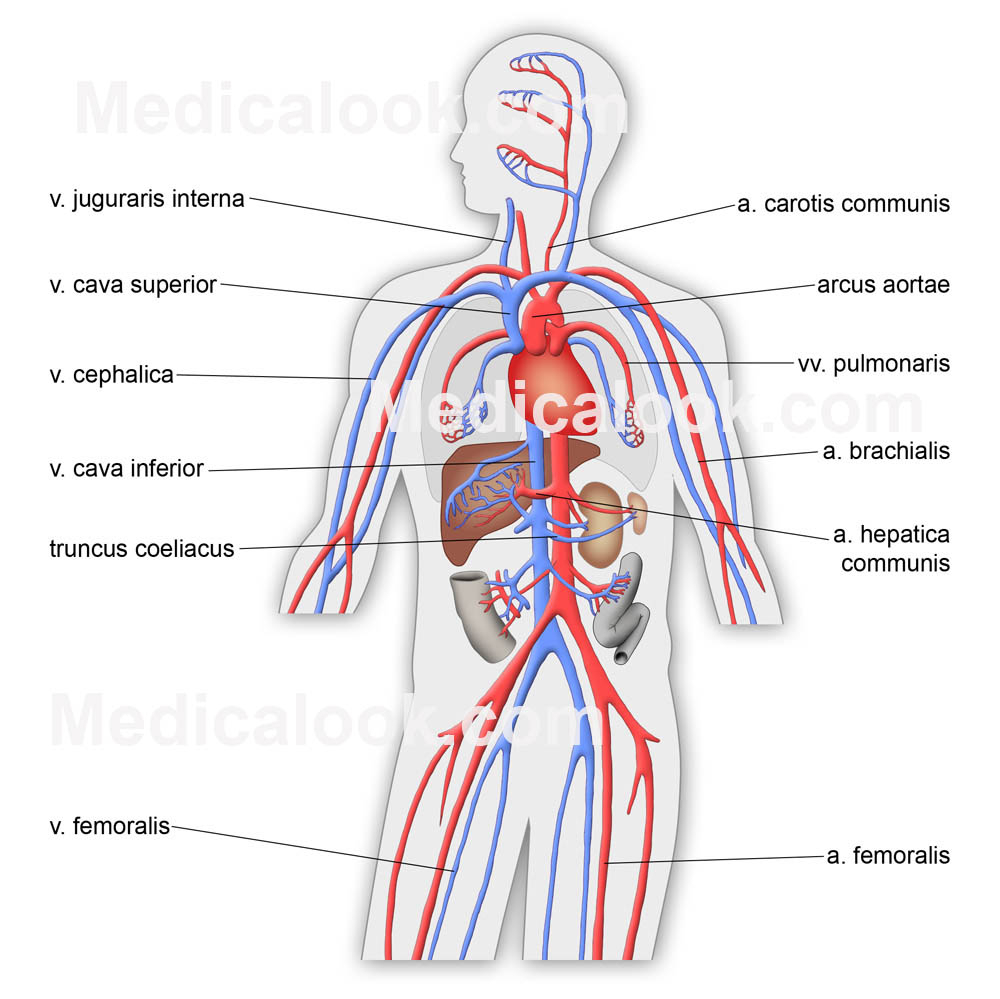 1000x999 Simple Drawing Of Circulatory System The Circulatory System Relies