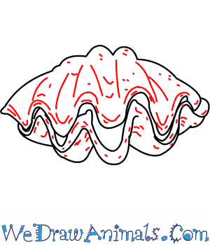 300x350 How To Draw A Giant Clam