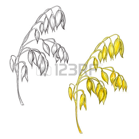 450x450 Hand Drawn Set Of Oat Plant. Sketch. Vector Eps 8 Royalty Free