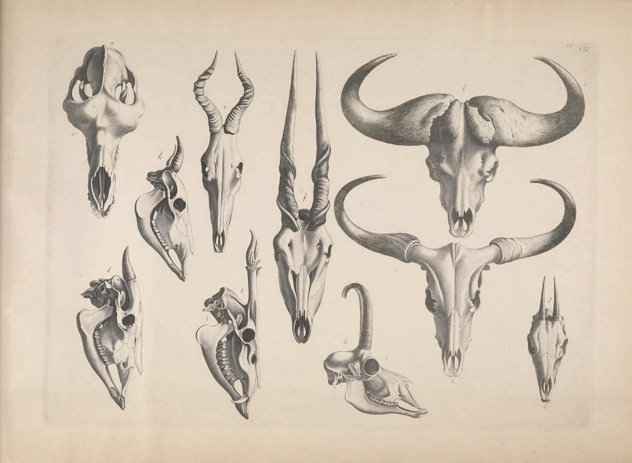 1280x938 Scientific Illustration Clawmarks Die Vergleichende Osteologie