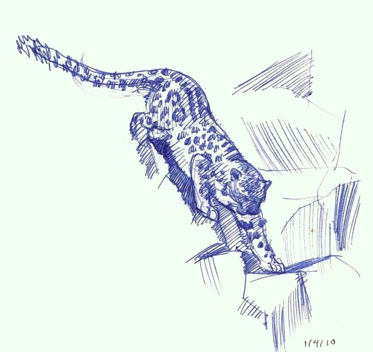 1311x1235 Snow Leopard Climbing Down Animals (To Draw) Snow