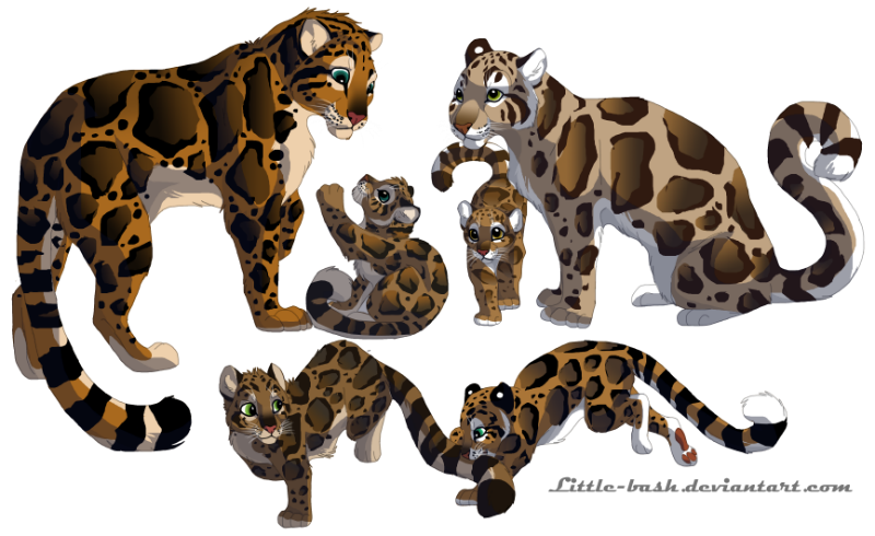 800x490 Clouded Leopard Family Commission By Dancingfoxeslf
