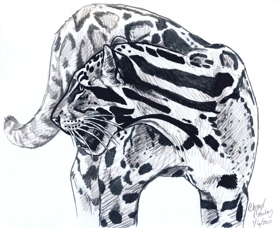 900x737 Clouded Leopard Sketch By Silvercrossfox