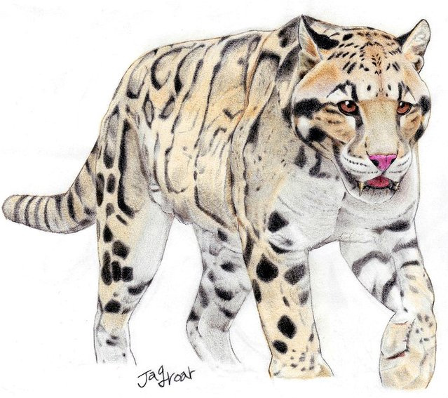 639x567 Clouded Leopard Of The Future By Jagroar