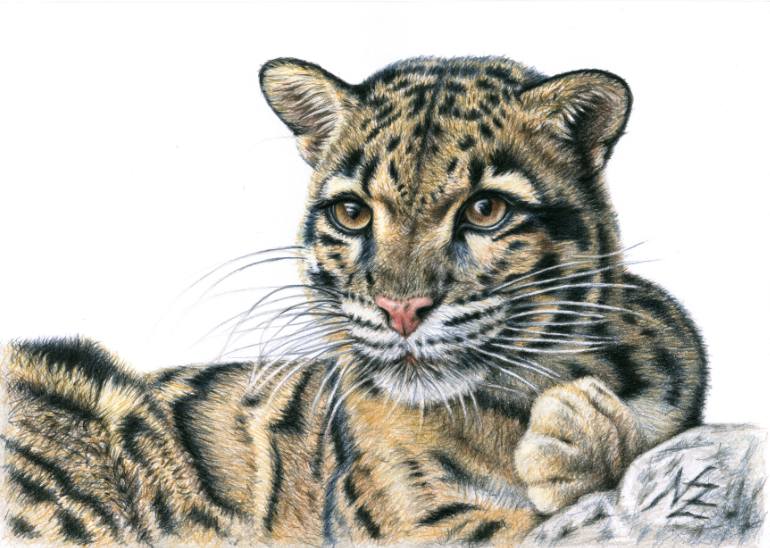 770x548 Saatchi Art Clouded Leopard Drawing By Nicole Zeug