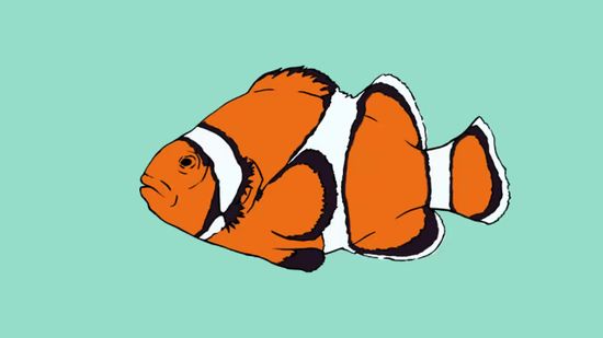 550x309 How To Draw A Clownfish 9 Steps (With Pictures)
