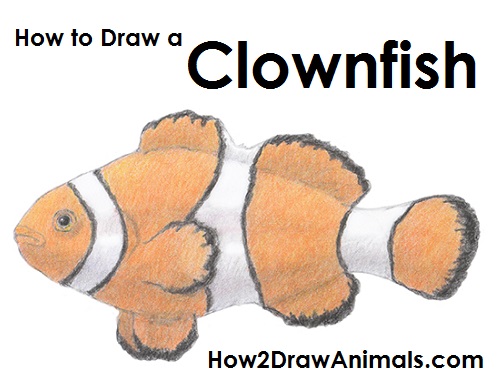 500x386 How To Draw A Clownfish