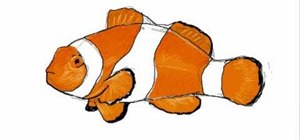 300x140 How To Draw A Simple And Colorful Clownfish (Pez Payaso) Drawing
