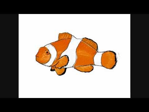 480x360 How To Draw A Clownfish