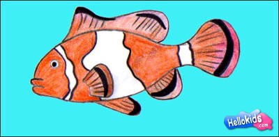 400x197 How To Draw Clownfish