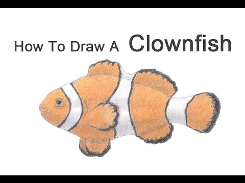 480x360 How To Draw A Clown Fish