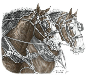 300x249 Clydesdale Drawings Fine Art America