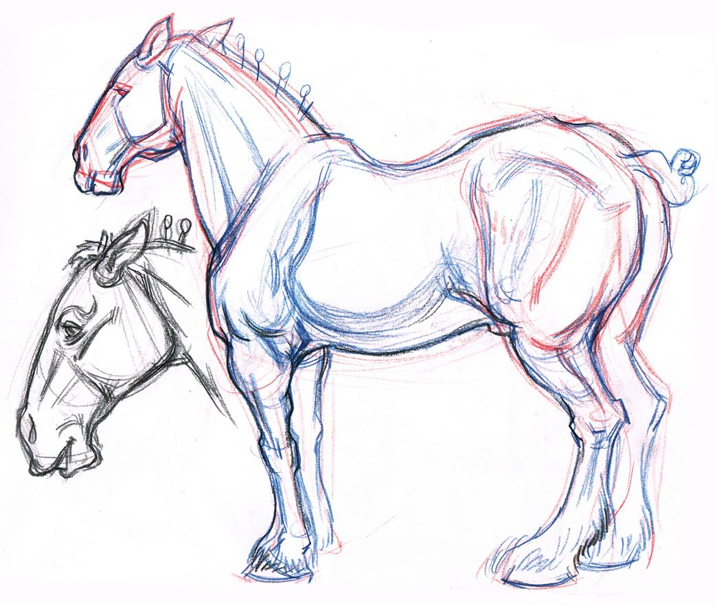 1044x883 Clydesdale Horse Amp Profile Head Drawing