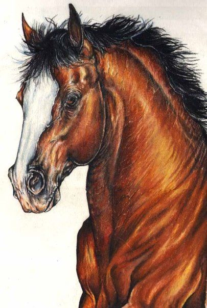 405x604 Clydesdale Horses Head Used For T Shirt Design Bush Gardens