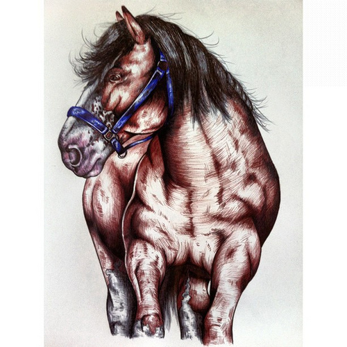 500x500 It's My Life Of All Sorts Clydesdale Drawing Fred.