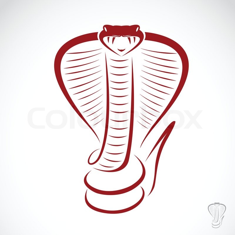 800x800 Vector Image Of An Cobra Stock Vector Colourbox