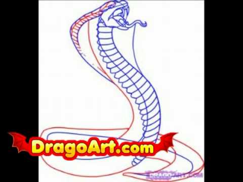 480x360 How To Draw A Snake, King Cobra, Step By Step