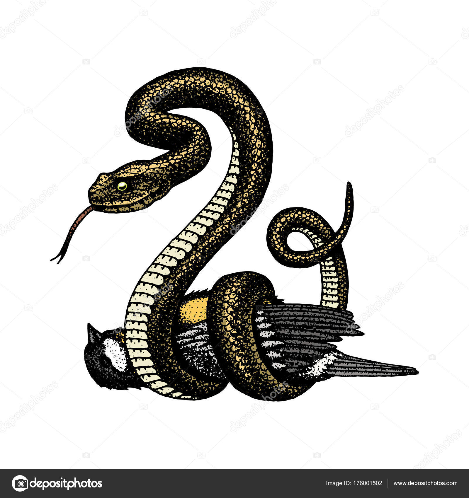 1600x1700 Viper Snake. Serpent Cobra And Python, Anaconda Or Viper, Royal