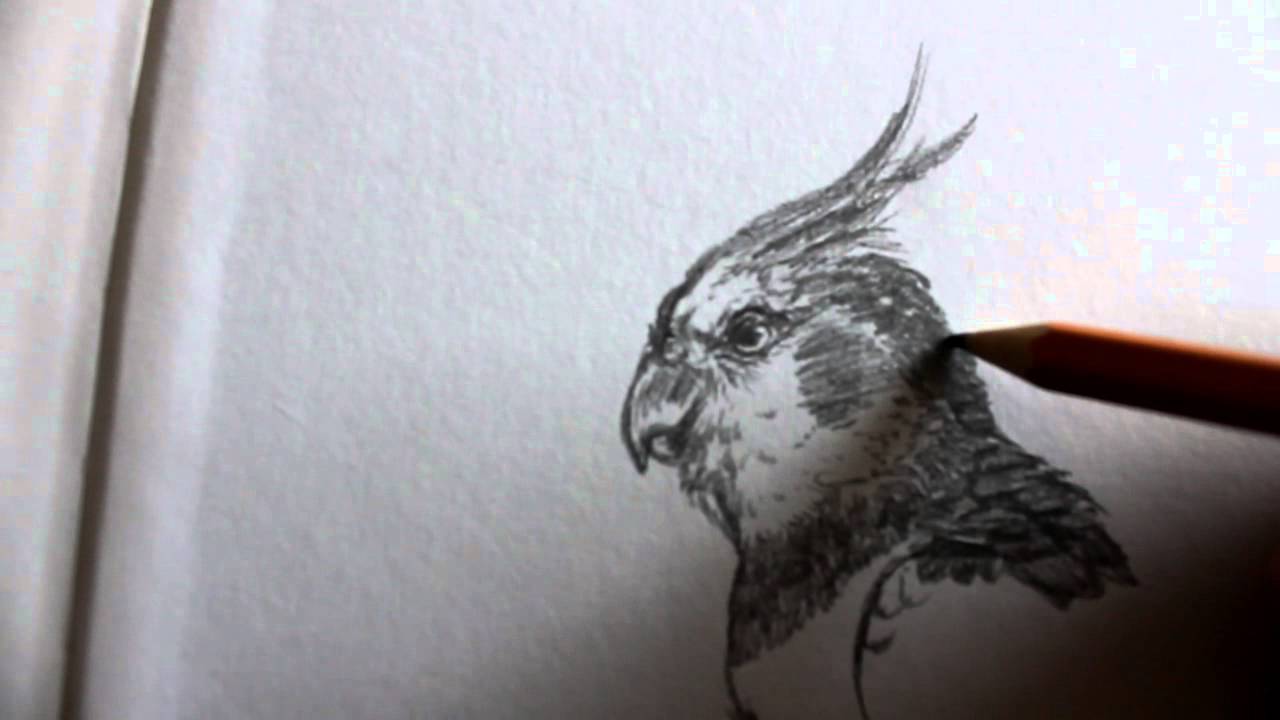 1280x720 Drawing A Cockatiel, Pencil