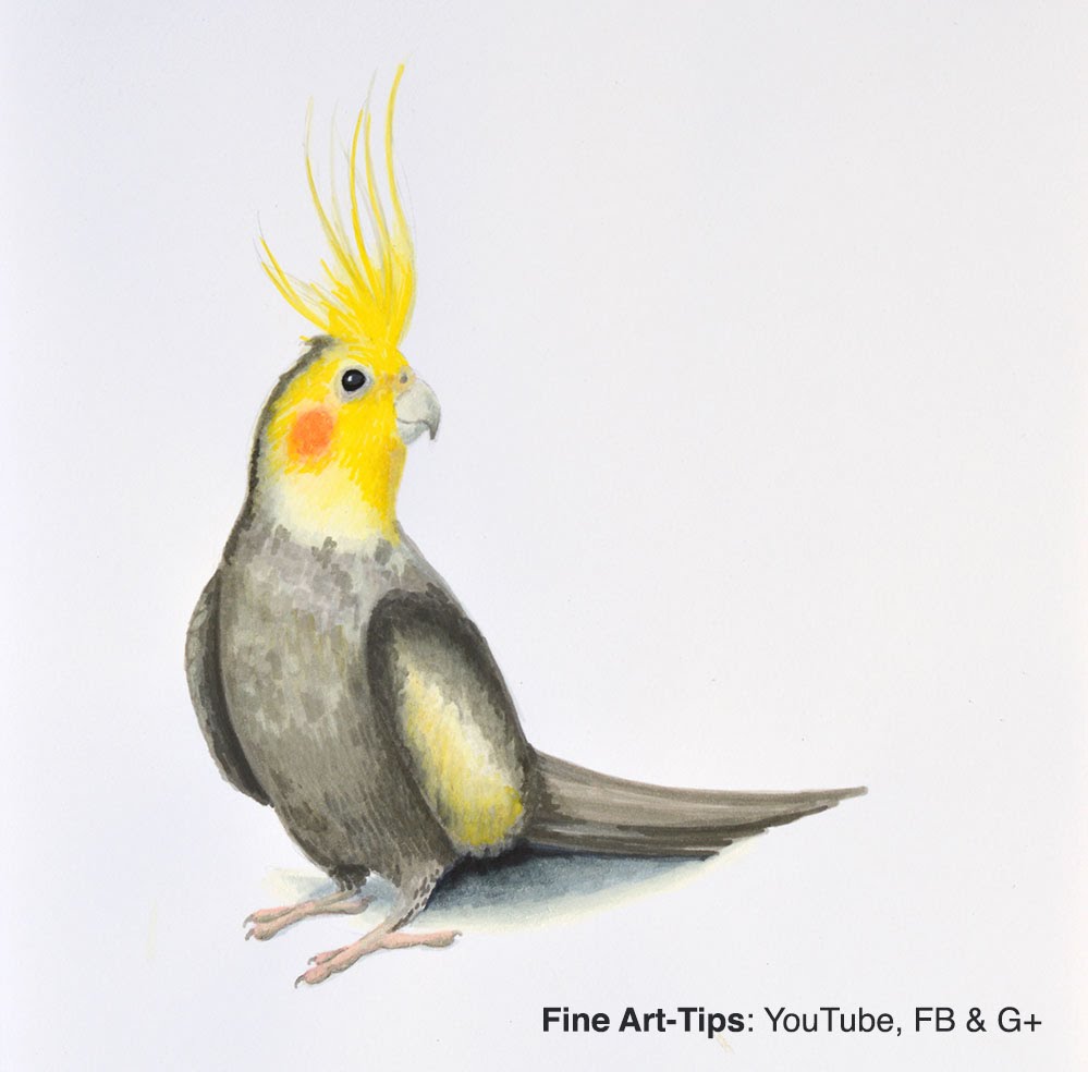 999x984 How To Draw A Cockatiel