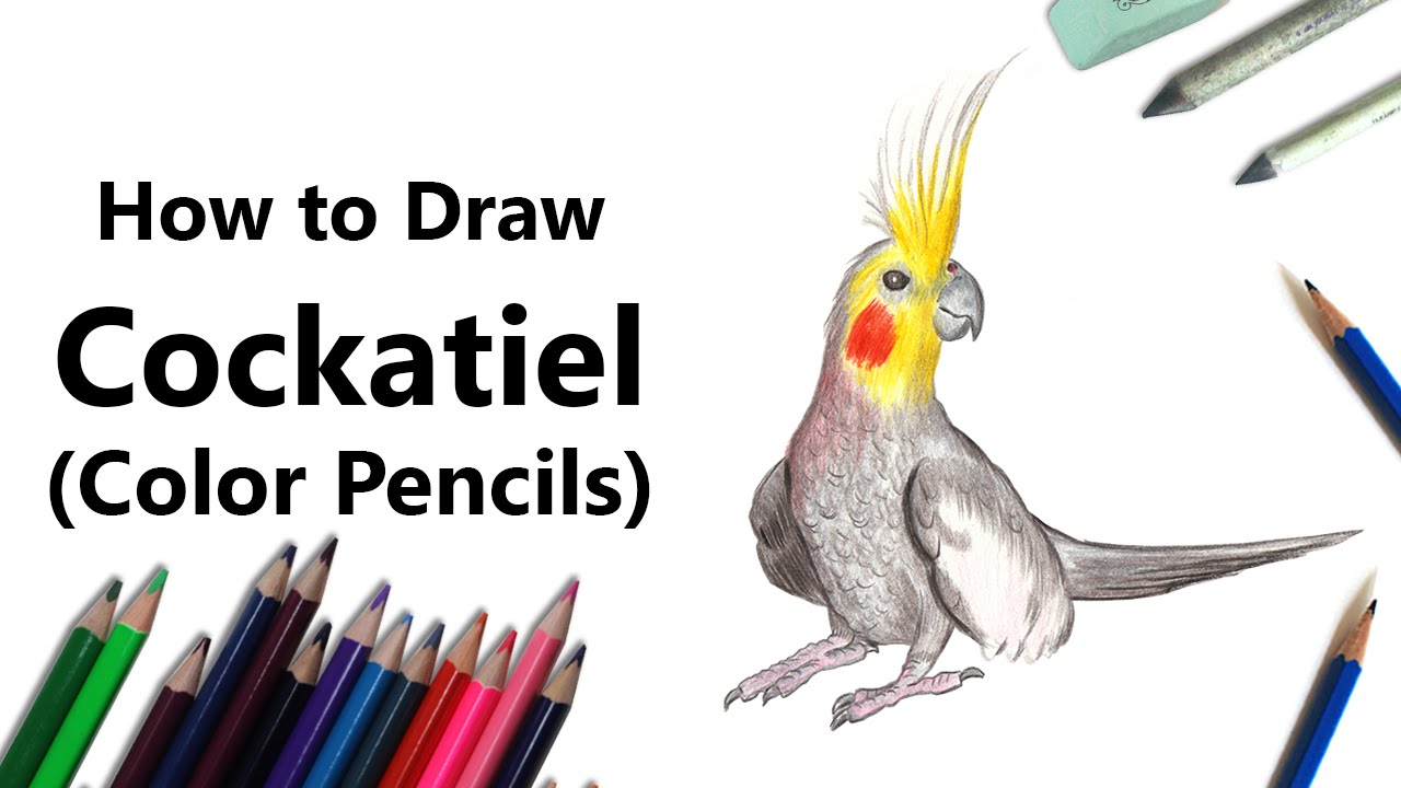 1280x720 How To Draw A Cockatiel With Color Pencils [Time Lapse]
