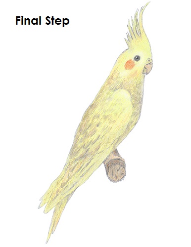 386x500 How To Draw A Cockatiel