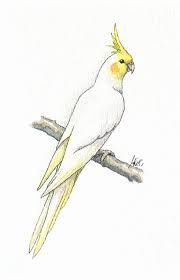 180x280 Image Result For Cockatiel Drawing Tats Tattoo