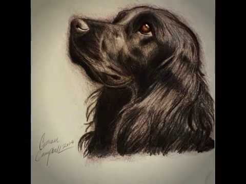 480x360 Drawing Cocker Spaniel