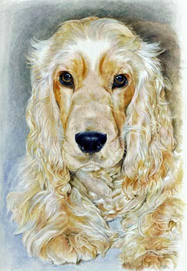 375x544 Pastel Drawing Of Max, Our Golden Cocker Spaniel Amazing Animals