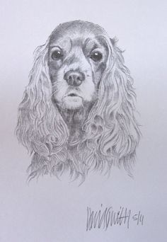236x342 Easy Cocker Spaniel Drawings Pencil