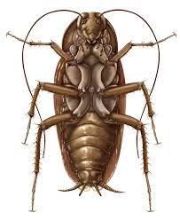 203x248 Image Result For Cockroach Drawing Ngh